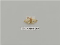 藏品(螟蛾170)的圖片